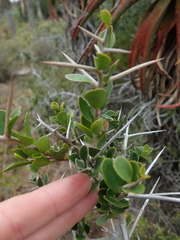 Dovyalis rotundifolia
