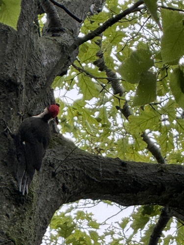 Pileated Woodpecker photographed in New Jersey