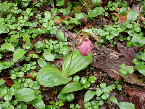 pink lady's slipper