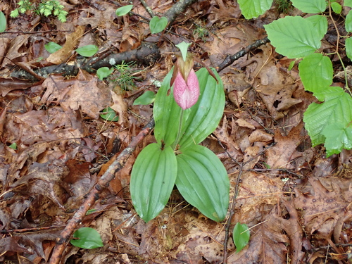 pink lady's slipper