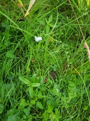 Myosotis scorpioides