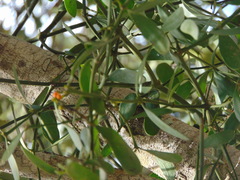 Phoradendron quadrangulare