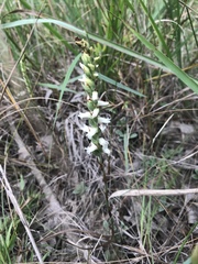Spiranthes magnicamporum