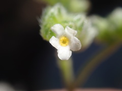 Cryptantha oxygona