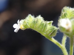 Cryptantha oxygona