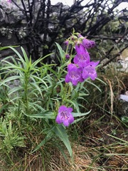 Penstemon campanulatus