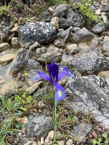 Avistamiento Iris azul de las marismas (Iris xiphium)