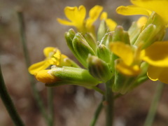 Erysimum capitatum capitatum