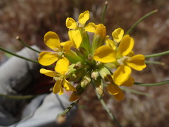 Erysimum capitatum capitatum