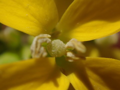 Erysimum capitatum capitatum