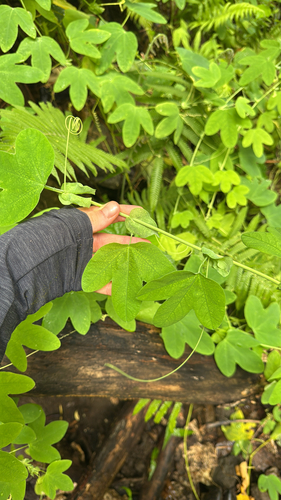Passiflora subpeltata observed 2025-05-20