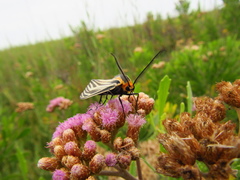 Ctenucha vittigera
