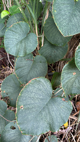 Argyreia nervosa observed 2025-05-22