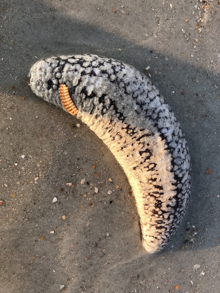 Holothuria princeps
