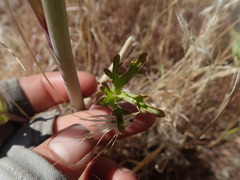 Delphinium parishii parishii