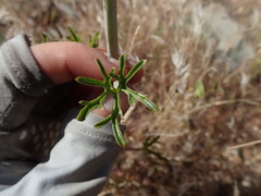 Delphinium parishii parishii