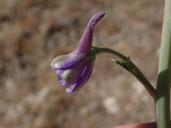 Delphinium parishii parishii