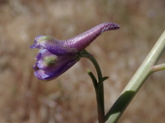 Delphinium parishii parishii