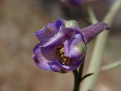 Delphinium parishii parishii