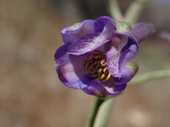 Delphinium parishii parishii