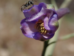 Delphinium parishii parishii
