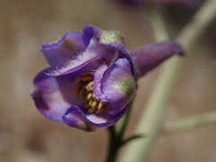 Delphinium parishii parishii