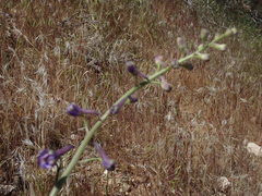 Delphinium parishii parishii