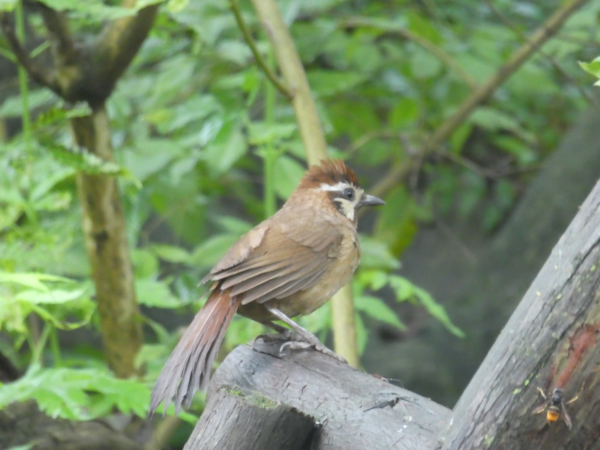 White-browed Laughingthrush