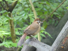 Pterorhinus sannio