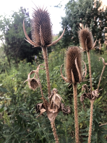 cutleaf teasel