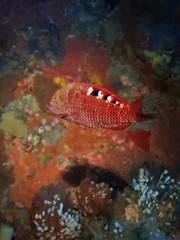 Pseudolabrus luculentus