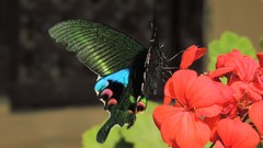 Papilio arcturus