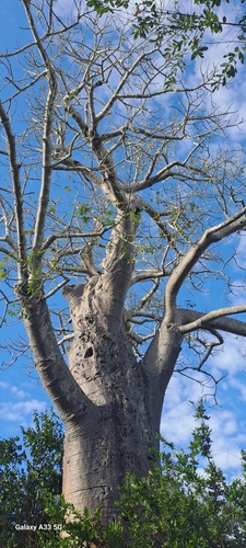 African baobab