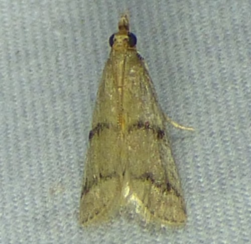 Reynosa floscella