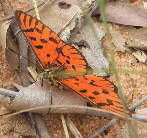 Acraea atolmis