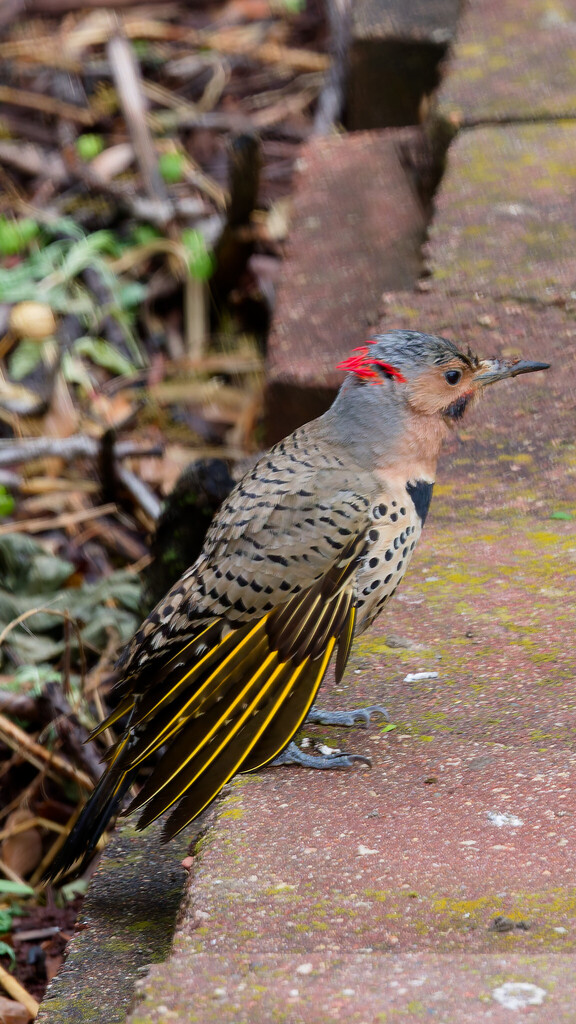 Northern Yellow-shafted Flicker