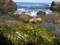 Zostera marina