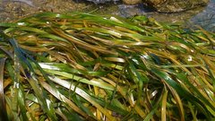 Zostera marina