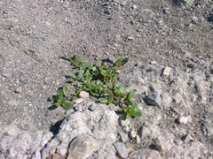 Portulaca oleracea