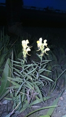 Linaria acutiloba