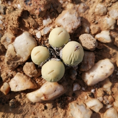 Conophytum calculus