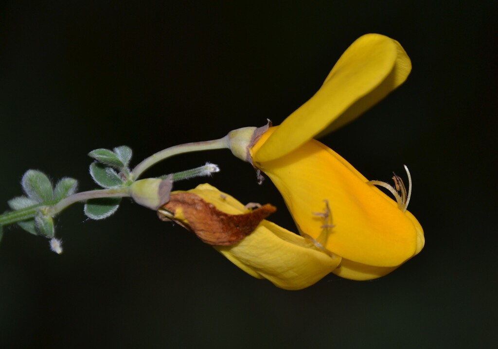 Cytisus dieckii
