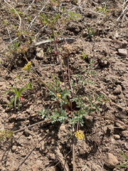 Lomatium austiniae