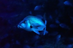 Nemadactylus douglasii