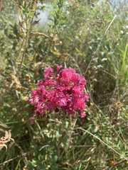 Centranthus
