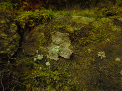 Dermatocarpon muhlenbergii