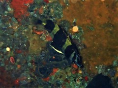 Amphichaetodon howensis