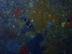 Amphichaetodon howensis