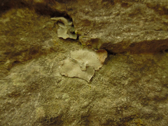 Dermatocarpon muhlenbergii