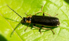 Rhagonycha angulata